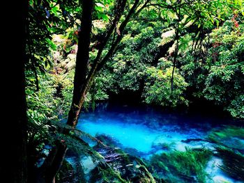 Scenic view of waterfall in forest