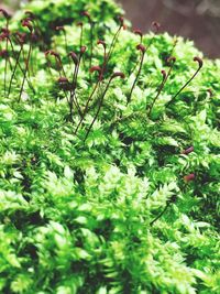 Close-up of fresh green plants