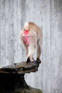 Rear view of monkey standing on rock