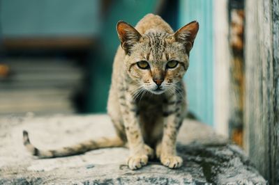 Portrait of cat sitting on footpath