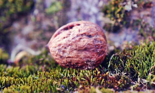 Close-up of fresh grass