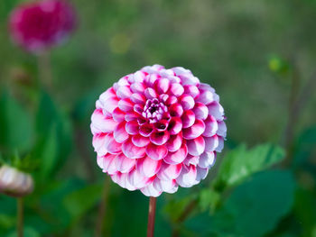 Close-up of pink flower blooming outdoors