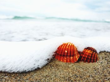 Close-up of seashell on beach