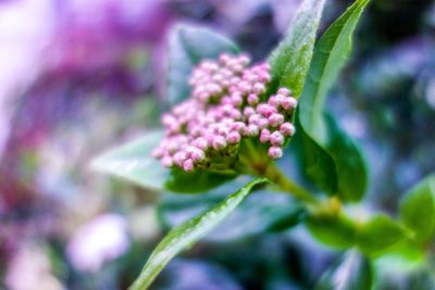 Close-up of flowers blooming outdoors