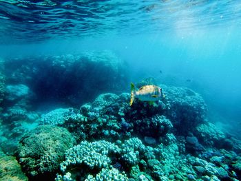 High angle view of turtle swimming in sea