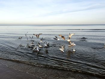 Seagulls on sea shore against sky
