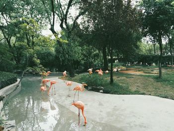 View of birds in lake