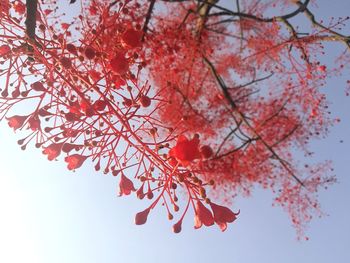 Low angle view of maple tree against sky