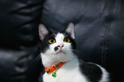 Portrait of cat on bed