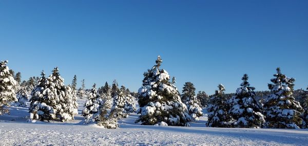 Pine trees on snow covered landscape against clear blue sky