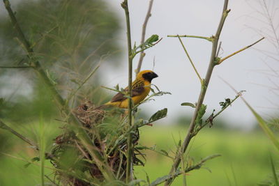 Bird perching on a tree