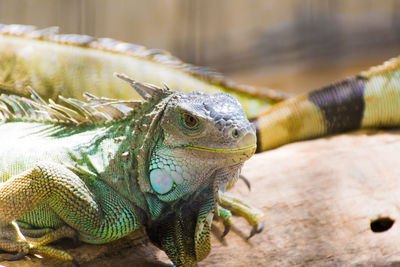 Close-up of lizard in zoo