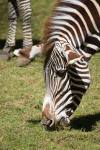 Low section of zebra on field
