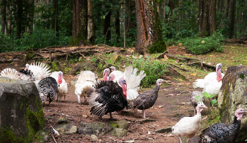 Birds in forest