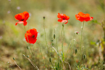 Close-up of red poppy flowers on field