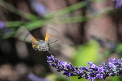 Close-up of butterfly pollinating on purple flower