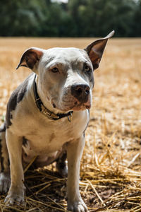 Portrait of dog standing on field