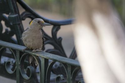 Close-up of bird perching on railing