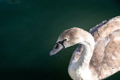 A yearling swan - hardly a cygnet anymore 