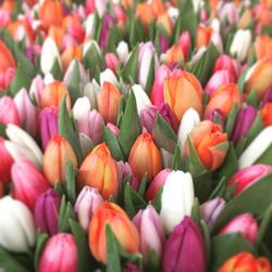 Full frame shot of multi colored tulips