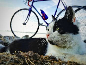 Close-up of cat sitting on bicycle