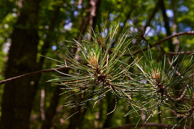 Close-up of wet pine tree