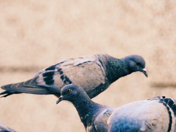 Close-up of an animal