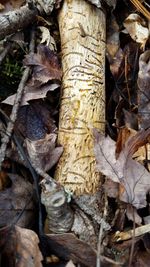 Full frame shot of tree trunk