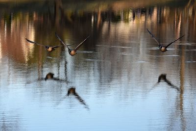 Birds flying over lake