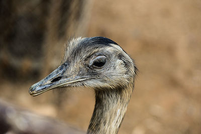 Close-up of bird