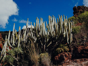 Cactus plants growing on land against sky