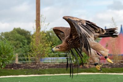 Bird flying against sky