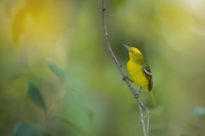 Close-up of bird perching on yellow leaf