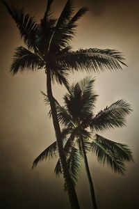 Low angle view of palm tree against sky