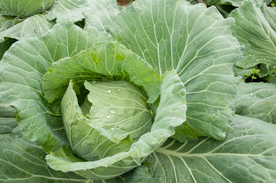 Full frame shot of green leaf