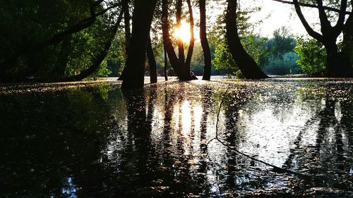 Sun shining through trees