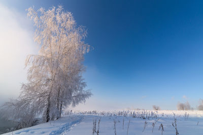 Frosty trees on snow covered field against clear blue sky at cool the winter daylight