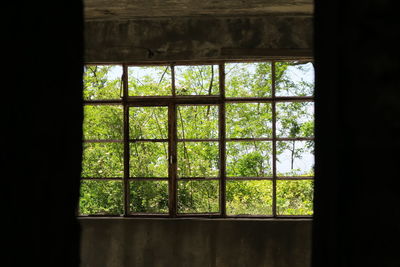 Trees seen through window of building