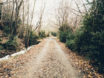 Dirt road amidst trees in forest