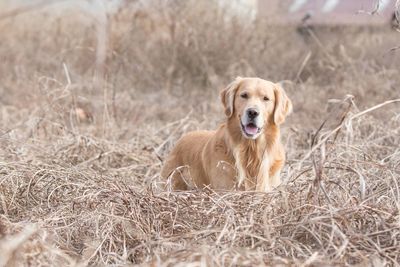 Portrait of golden retriever sitting in grass