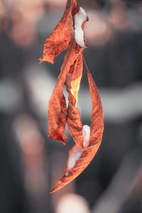 Close-up of dry leaves on plant