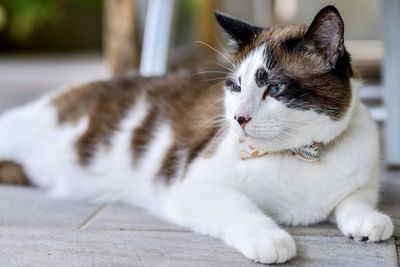 Close-up of a cat looking away