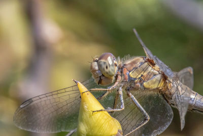 Close-up of dragonfly