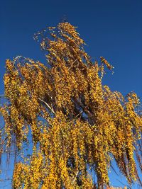 Low angle view of autumnal tree against blue sky