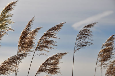 Reed by the lake