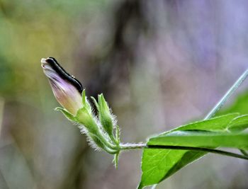 Close-up of green plant