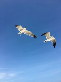 Low angle view of seagulls flying against clear blue sky