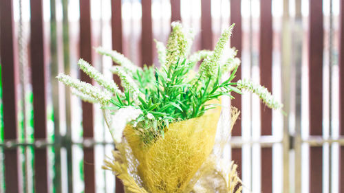 Close-up of fresh potted plant