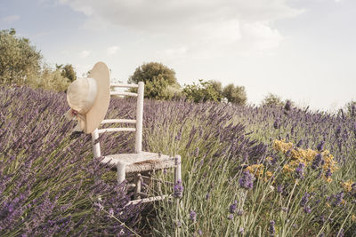 Scenic view of flowering plants on field against sky