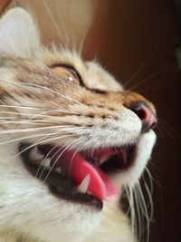 Close-up of cat yawning